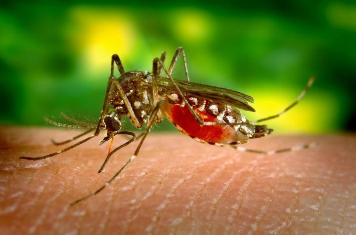 10 repelentes para moscas y mosquitos eficaces